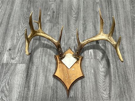 ANTLER WALL MOUNT - 20” WIDE