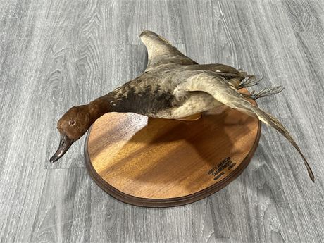 VINTAGE TAXIDERMY DUCK ON WALL MOUNT (20” wide)