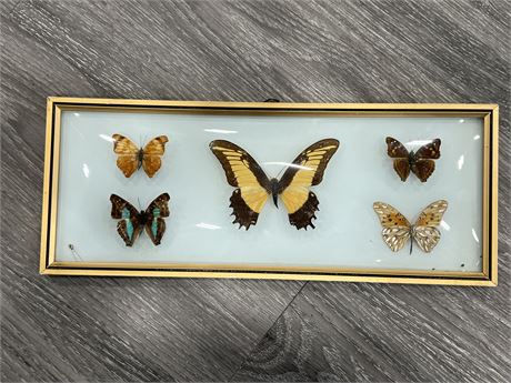 TAXIDERMY BUTTERFLY DISPLAY (14”x6”)