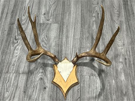 ANTLER WALL MOUNT - 23” WIDE