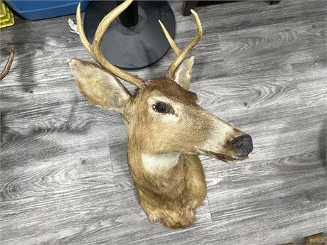 DEER TAXIDERMY FROM INTERIOR BC