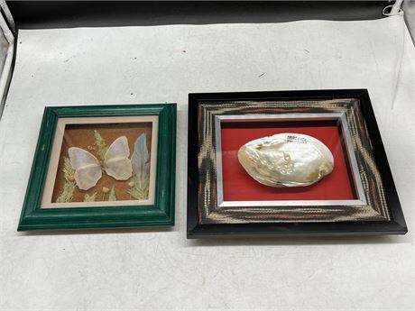 FRAMED BUTTERFLY & SHELL DISPLAYS IN SHADOW BOX