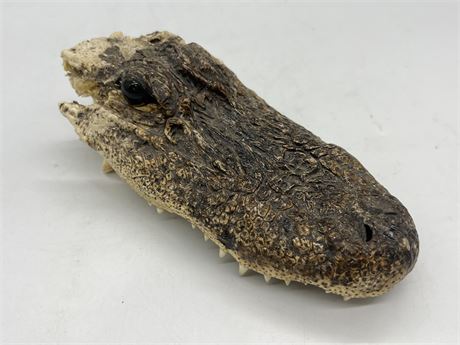 TAXIDERMY CROCODILE HEAD (8.5” long)