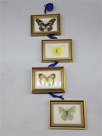 4 FRAME BUTTERFLY DISPLAY (4.5"x3.5")