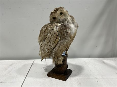TAXIDERMY OWL ON WOOD BASE (20” tall)