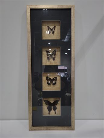 TAXIDERMY FRAMED  BUTTERFLY DISPLAY (31.5"x12")