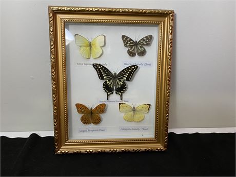 BUTTERFLY DISPLAY (11”X9”)