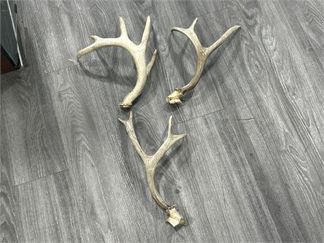 3 ANTLERS - LARGEST 15”
