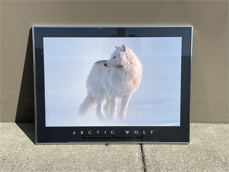 FRAMED BRANDENDURG PHOTOGRAPHY “ARCTIC WOLF” (24”x32”)