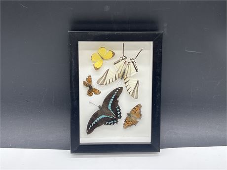 TAXIDERMY BUTTERFLY DISPLAY - 6”x8”