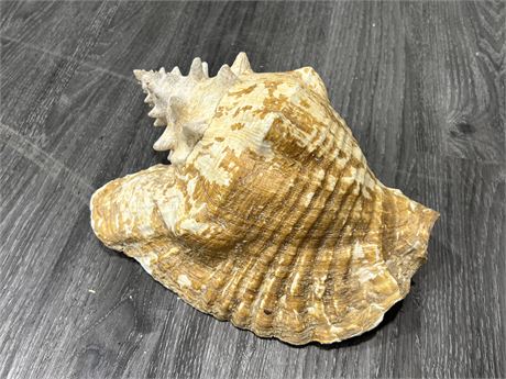 VERY LARGE CONCH SHELL (10” wide)