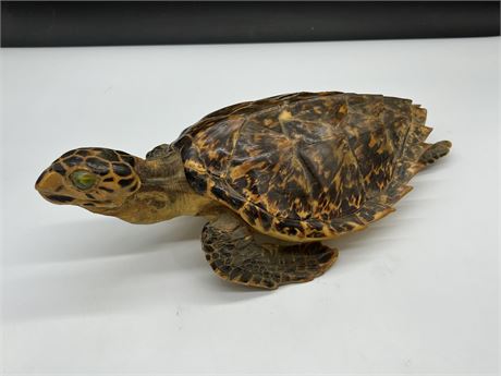EXCELLENT HAWKSBILL SEA TURTLE TAXIDERMY - RARE & FINELY DONE (15” long)