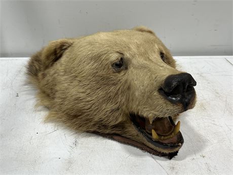 TAXIDERMY BEAR HEAD (26” long, 18” wide)