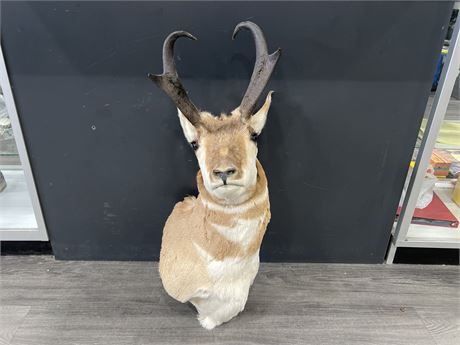 TAXIDERMY PRONGHORN WALL MOUNT - 33” TALL