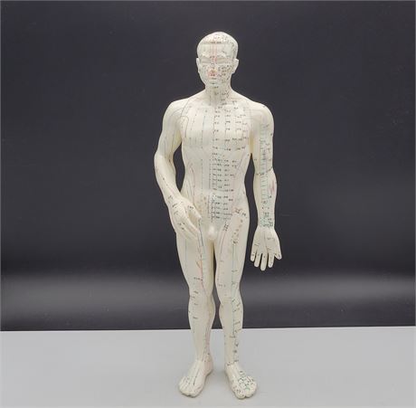 MALE ACUPUNCTURE MODEL 20" WITH CHINESE POINTS