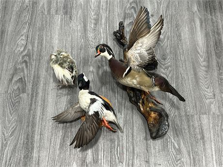 3 TAXIDERMY BIRDS - LARGEST IS 22” TALL