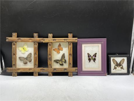 LOT OF 4 FRAMED BUTTERFLY TAXIDERMY SPECIMENS (LARGEST 8”x10”)