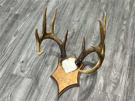 ANTLER WALL MOUNT - 15” WIDE