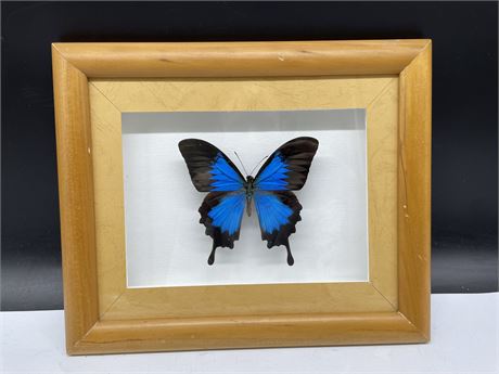 BUTTERFLY SHADOWBOX DISPLAY 11”x10”