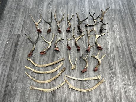 LARGE LOT OF ANTLERS - LARGEST IS 19”