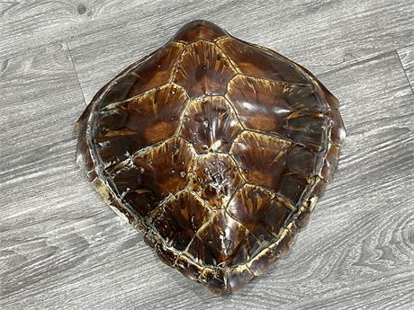 VINTAGE TAXIDERMY TURTLE SHELL (16”x16”)