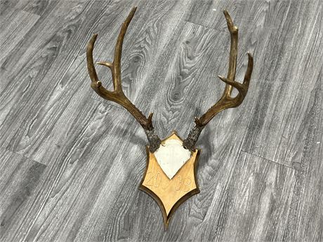 ANTLER WALL MOUNT - 16” WIDE