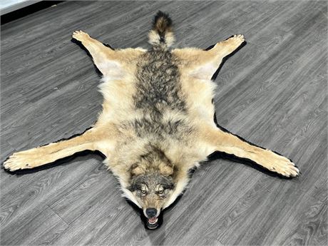 LARGE WOLF TAXIDERMY FUR RUG - 7FT x 5FT - HAS ONE CHIPPED TOOTH