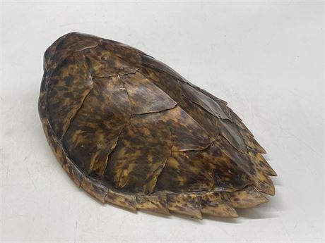 HAWKSBILL TURTLE SHELL (8”x11”)