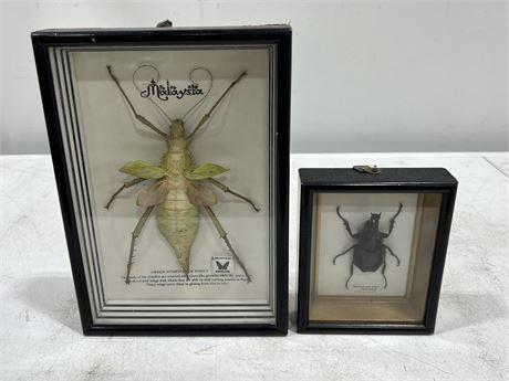 TAXIDERMY GREEN NYMPH STICK INSECT & RHINO SCARAB BEATLE