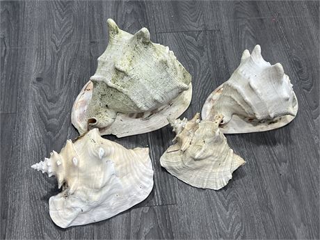 4 CONCH SHELLS - LARGEST IS 12” WIDE