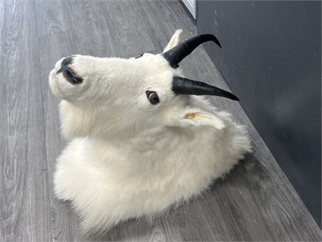 TAXIDERMY MOUNTAIN GOAT WALL MOUNT - 24” TALL
