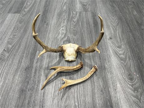 LOT OF VINTAGE SMALL ANTLERS - 10”-12” LONG