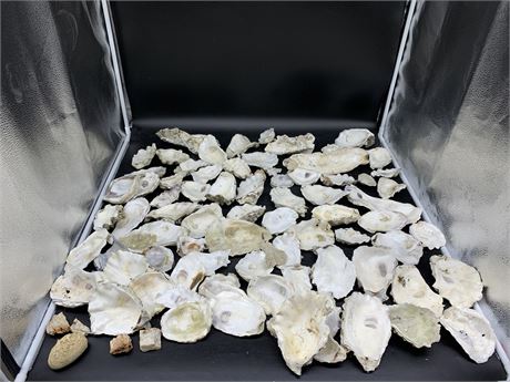 LOT OF OYSTER SHELLS