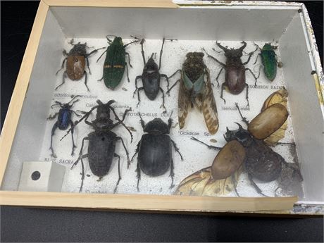 EXOTIC BUGS IN SHOWCASE