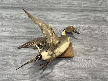 VINTAGE 1940’s TAXIDERMY DUCK MOUNT 24” LONG
