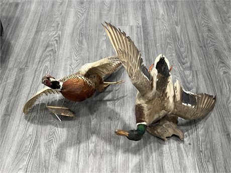 2 TAXIDERMY BIRDS ON STAND - 24” WING SPAN