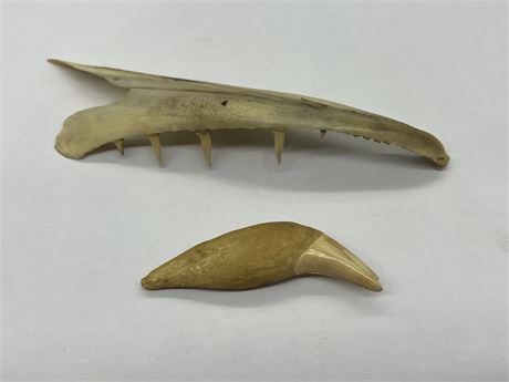 WOLF JAW & BEAR TOOTH (Jaw is 6” long)