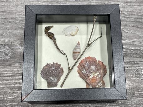 COLLAGE OF SEAHORSE & SHELLS IN SHADOW BOX 6.5”