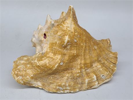 LARGE OCEAN CONCH SHELL (10"Length)