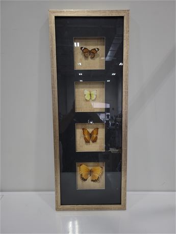 TAXIDERMY FRAMED  BUTTERFLY DISPLAY (31.5"x12")